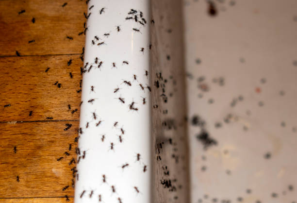 Best Pest Control for Businesses  in Munroe Falls, OH